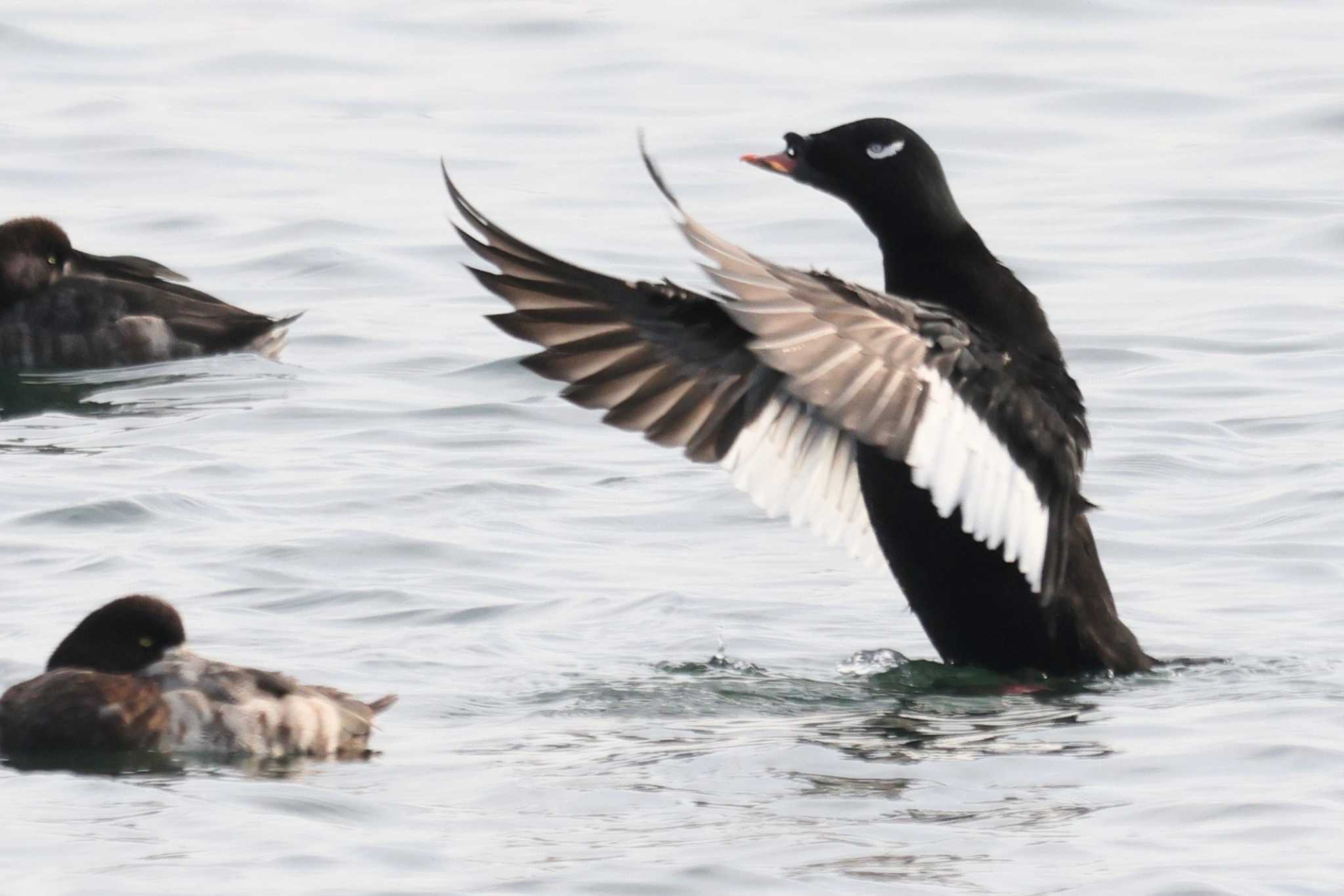 White-winged Scoter