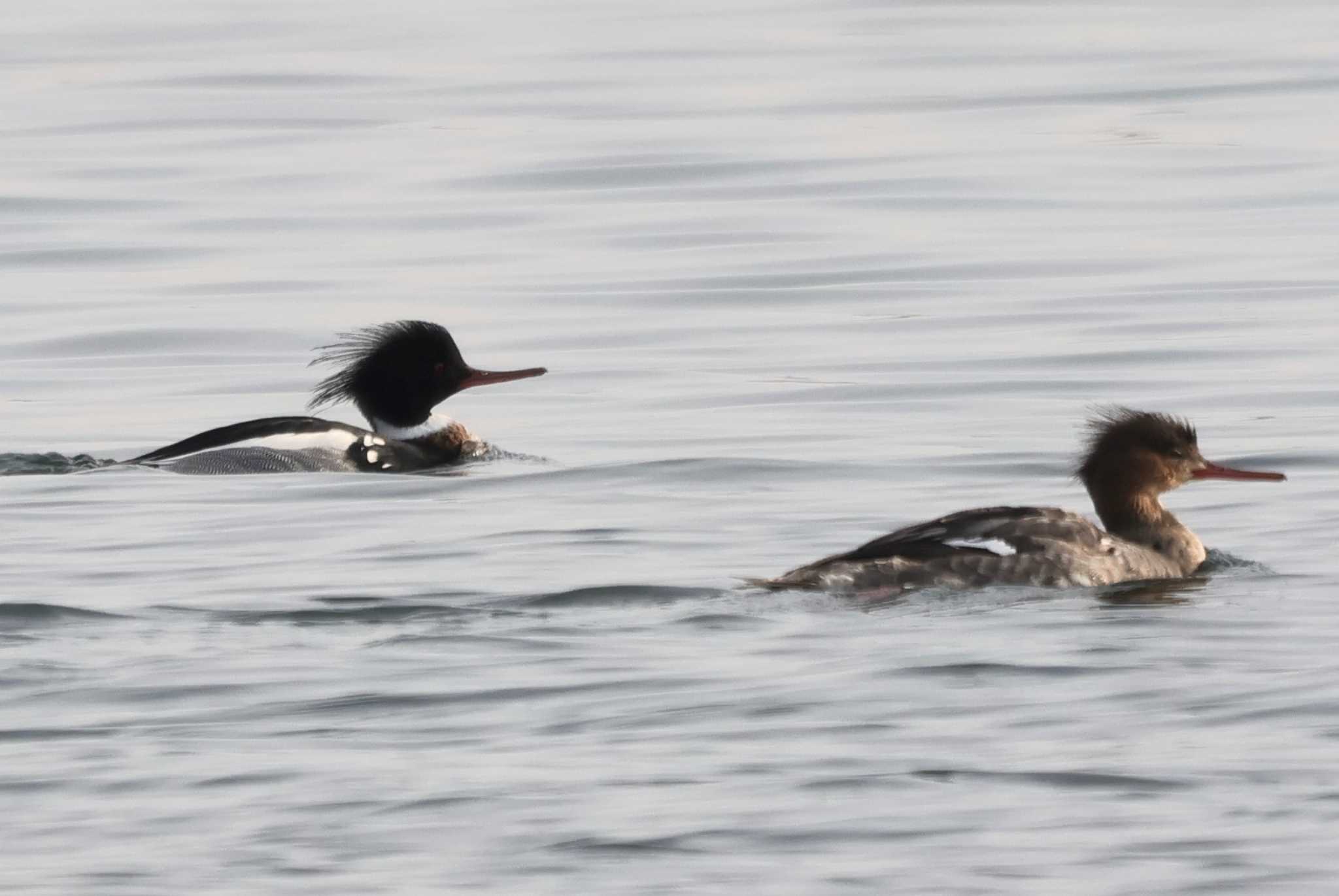 Photo of Red-breasted Merganser at Sambanze Tideland by ひろ