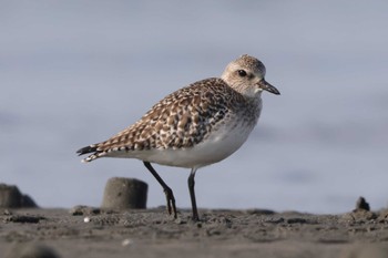 ダイゼン ふなばし三番瀬海浜公園 2024年1月23日(火)