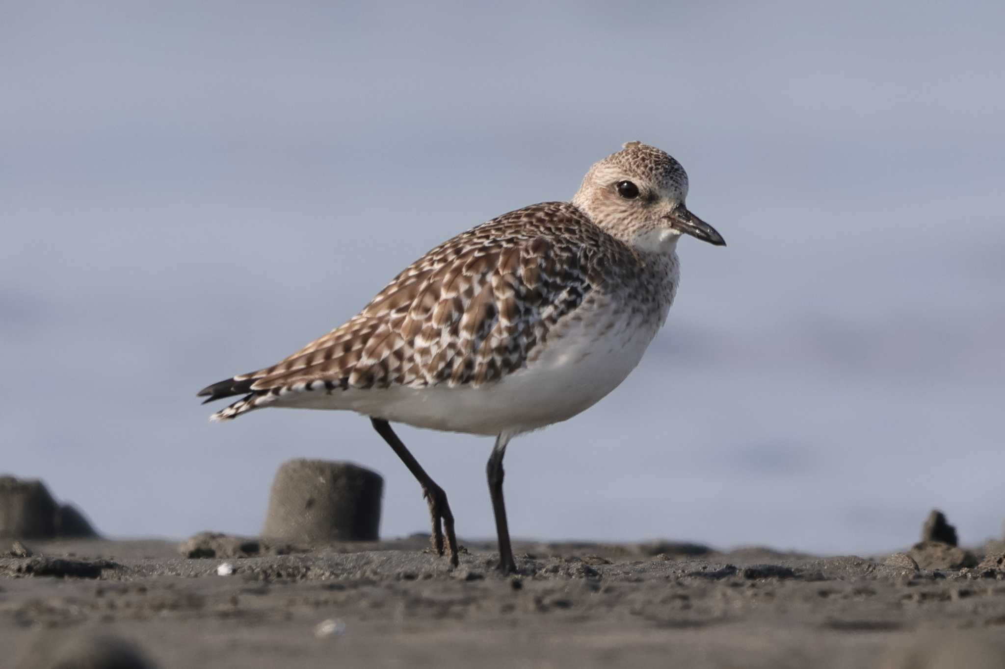 Grey Plover