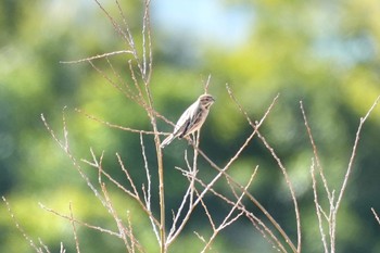 Common Reed Bunting 多摩川河川敷 Sat, 1/27/2024