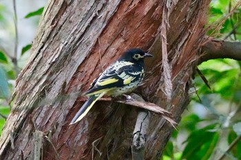 キガオミツスイ シドニータロンガ動物園 2018年7月2日(月)