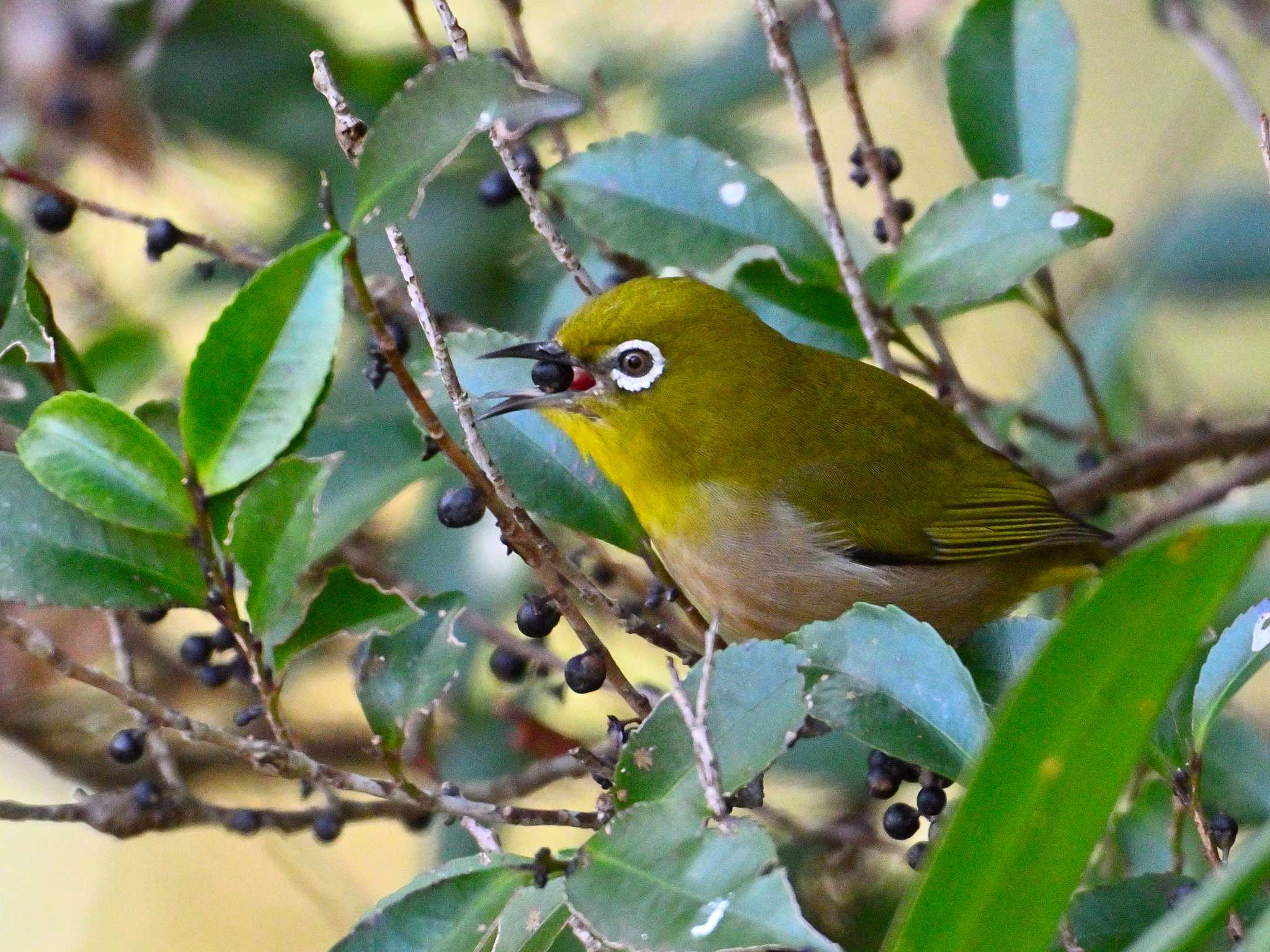 Warbling White-eye