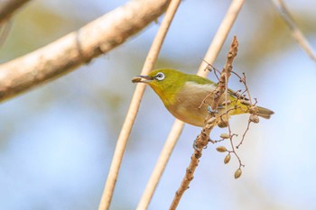 Warbling White-eye 金ヶ崎公園(明石市) Sun, 1/7/2024