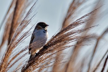 Sat, 1/27/2024 Birding report at 多摩川二ヶ領宿河原堰