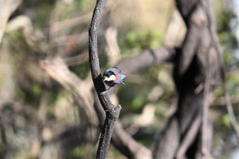 Varied Tit 太白山自然観察の森 Sat, 1/27/2024