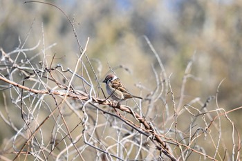 Eurasian Tree Sparrow 太白山自然観察の森 Sat, 1/27/2024