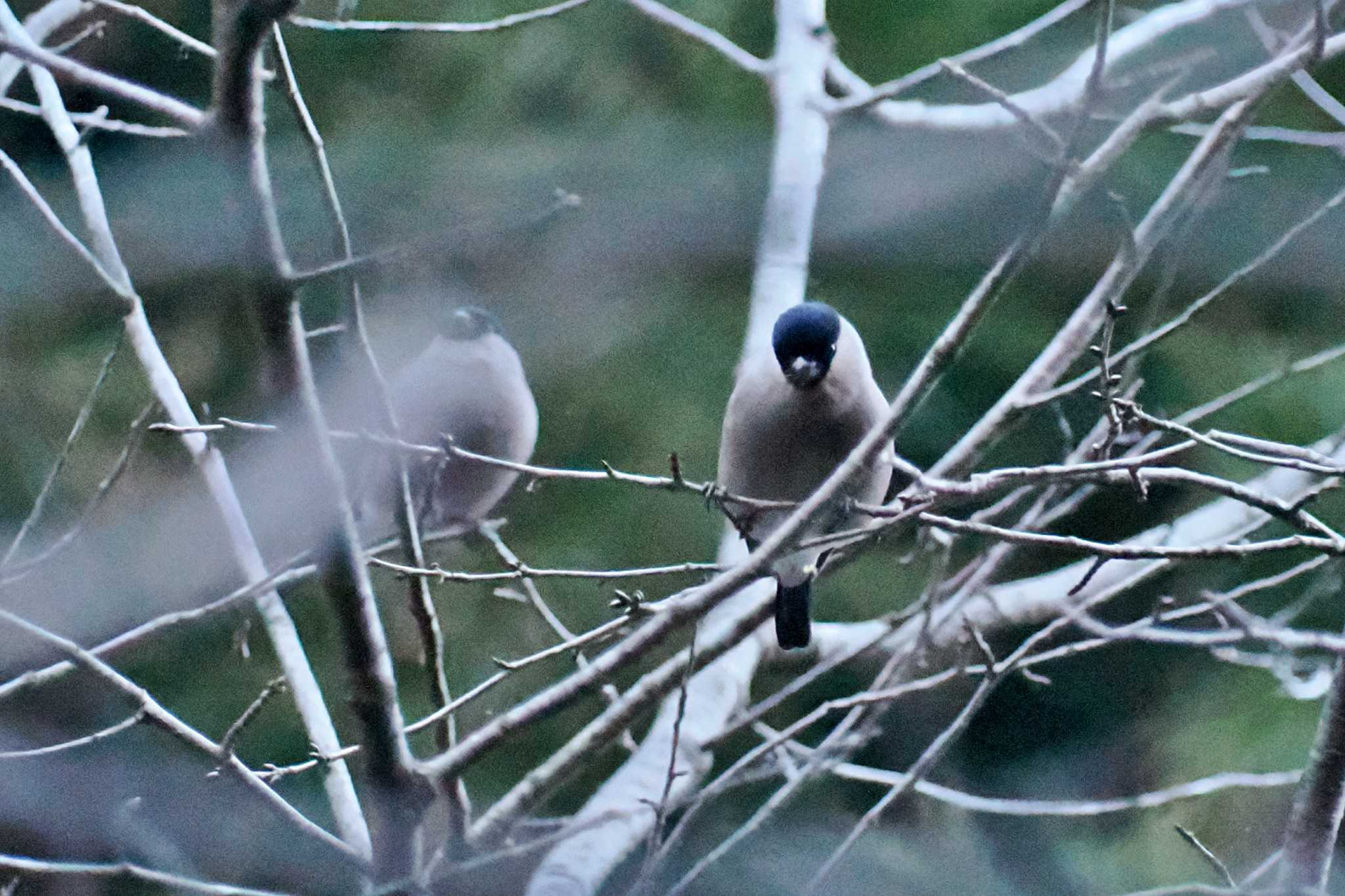 檜原都民の森 ウソの写真 by 藤原奏冥