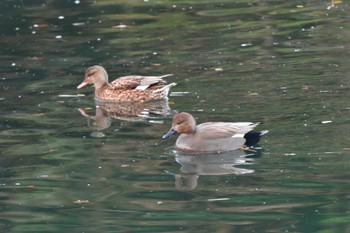 オカヨシガモ 長浜公園 2024年1月13日(土)