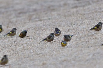 2024年1月13日(土) 長浜公園の野鳥観察記録