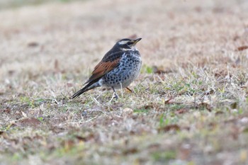 ツグミ 長浜公園 2024年1月13日(土)