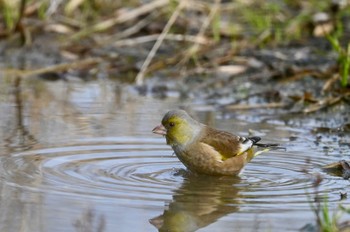 Oriental Greenfinch(kawarahiba) Unknown Spots Sun, 1/28/2024