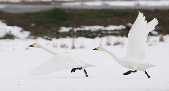 Tundra Swan 滋賀県湖北 Sun, 1/28/2024