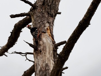 White-backed Woodpecker 和泉葛城山 Sun, 1/28/2024