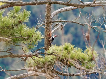 White-backed Woodpecker 和泉葛城山 Sun, 1/28/2024