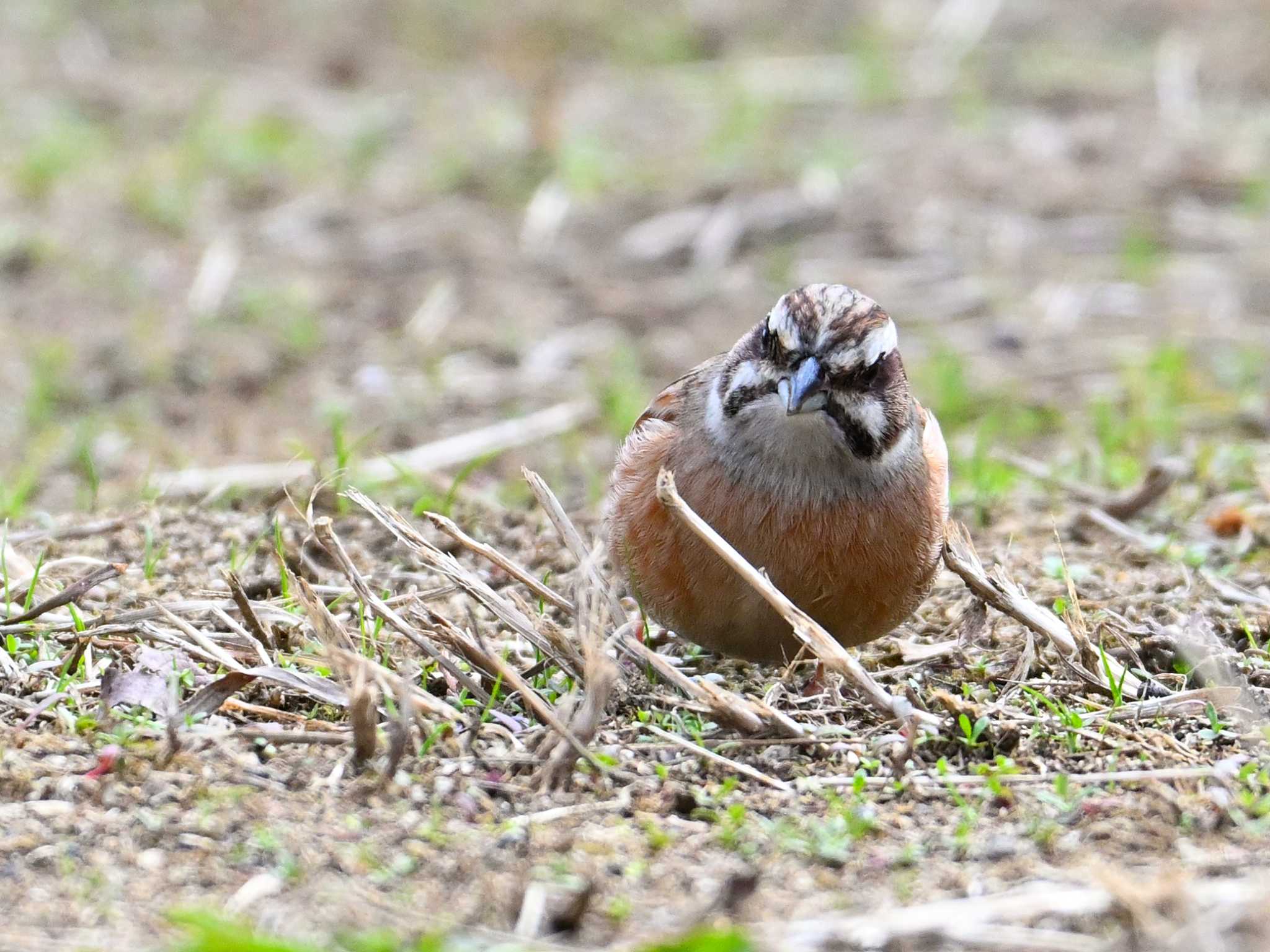 Meadow Bunting