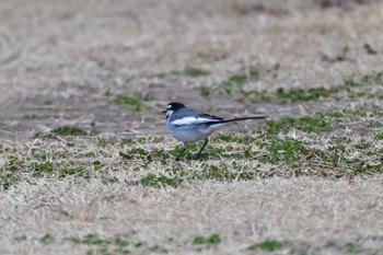 ハクセキレイ 長浜公園 2024年1月19日(金)