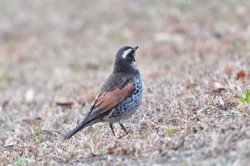 ツグミ 長浜公園 2024年1月19日(金)