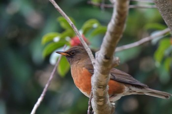 2024年1月19日(金) 長浜公園の野鳥観察記録