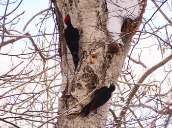 2024年1月29日(月) 真駒内公園の野鳥観察記録