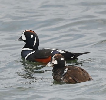 Harlequin Duck Unknown Spots Unknown Date