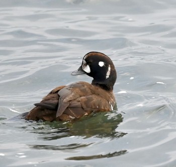 Harlequin Duck Unknown Spots Unknown Date