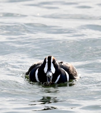 Harlequin Duck Unknown Spots Fri, 1/12/2024