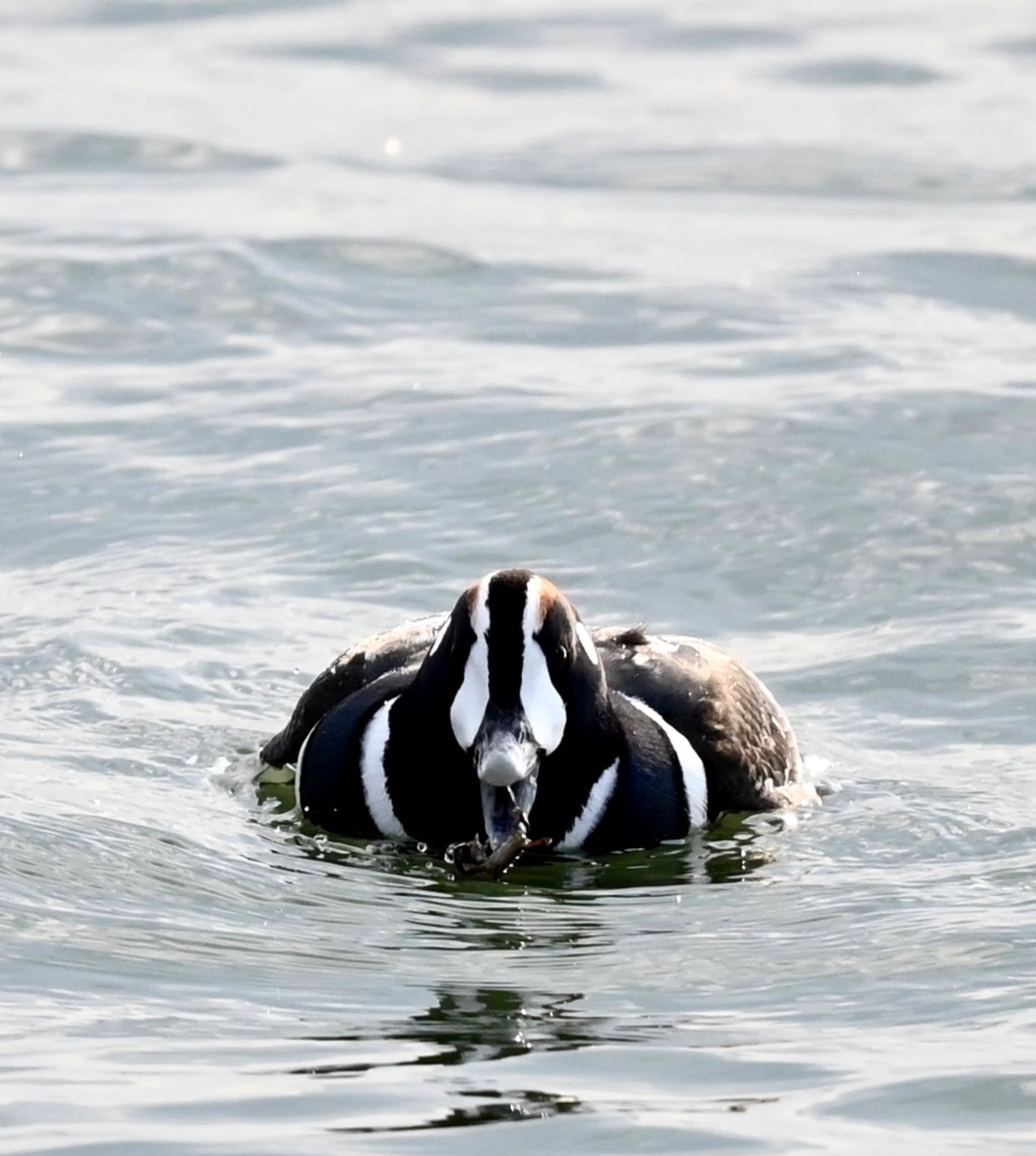 Photo of Harlequin Duck at  by YURIKAMOME5513