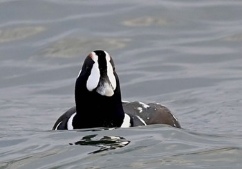 Harlequin Duck Unknown Spots Fri, 1/12/2024