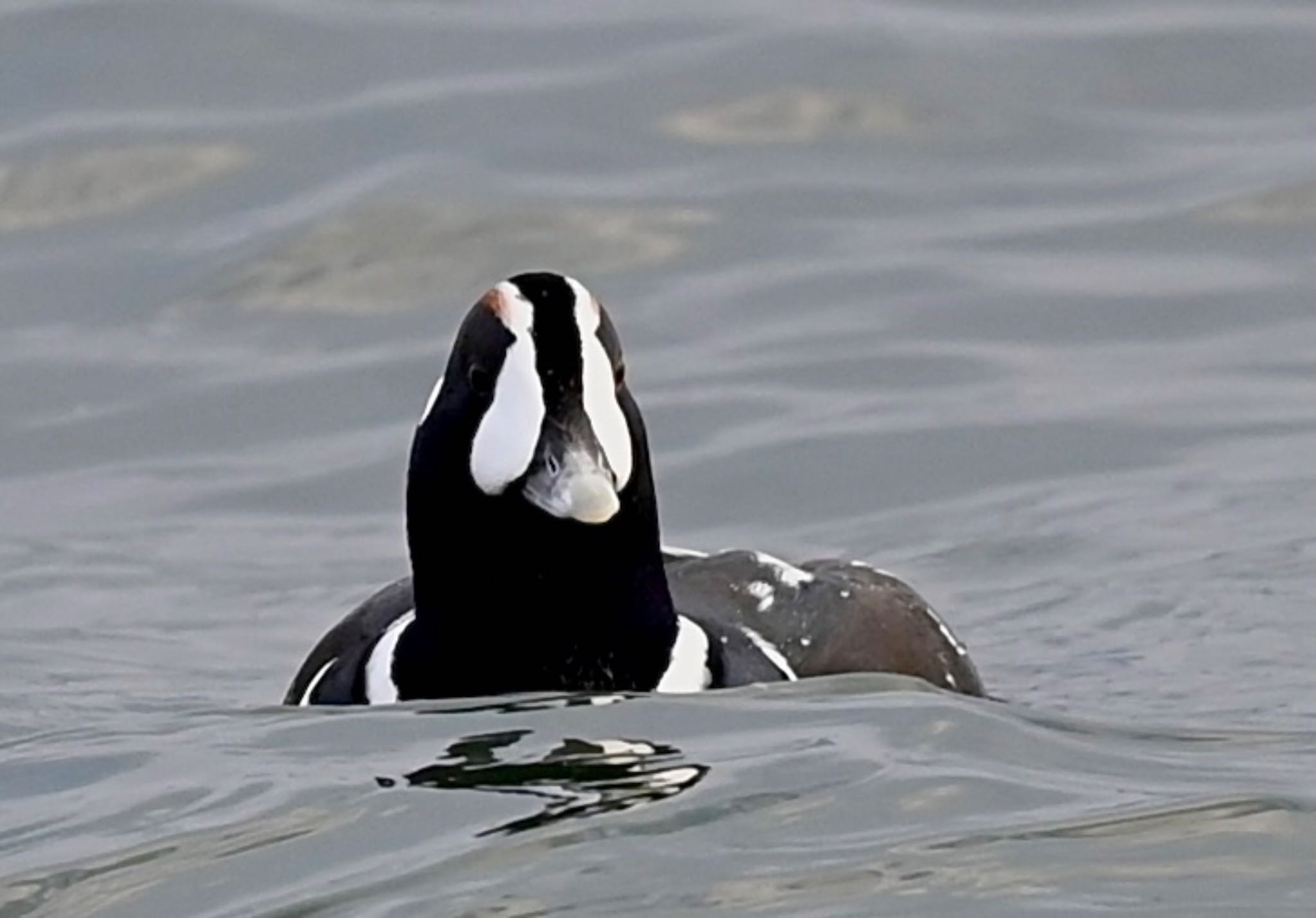 Photo of Harlequin Duck at  by YURIKAMOME5513