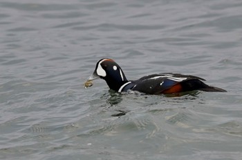 Harlequin Duck Unknown Spots Fri, 1/12/2024