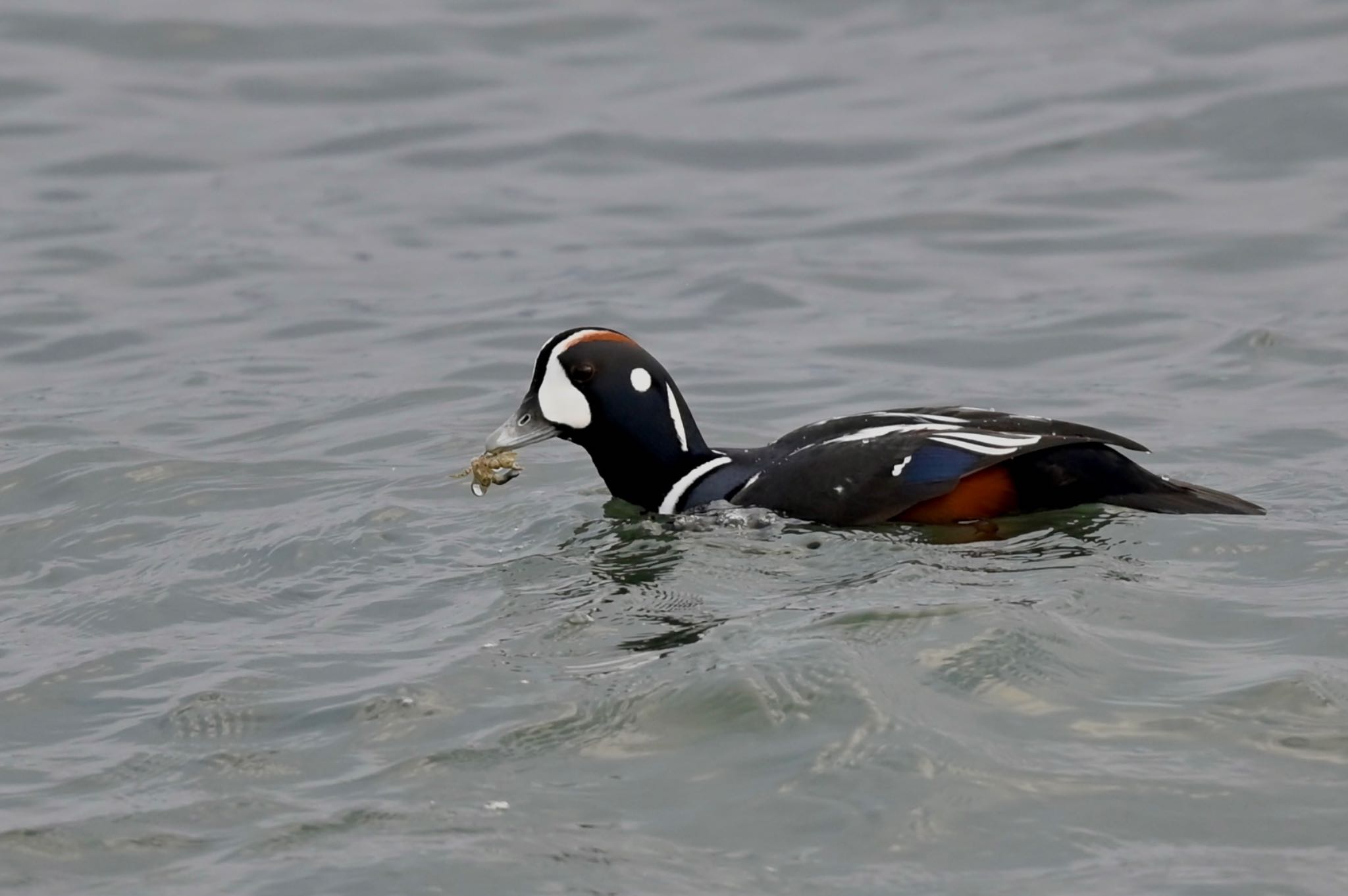 Photo of Harlequin Duck at  by YURIKAMOME5513