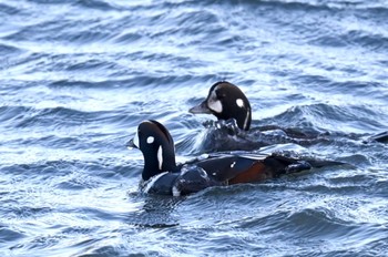 Harlequin Duck Unknown Spots Sat, 1/13/2024