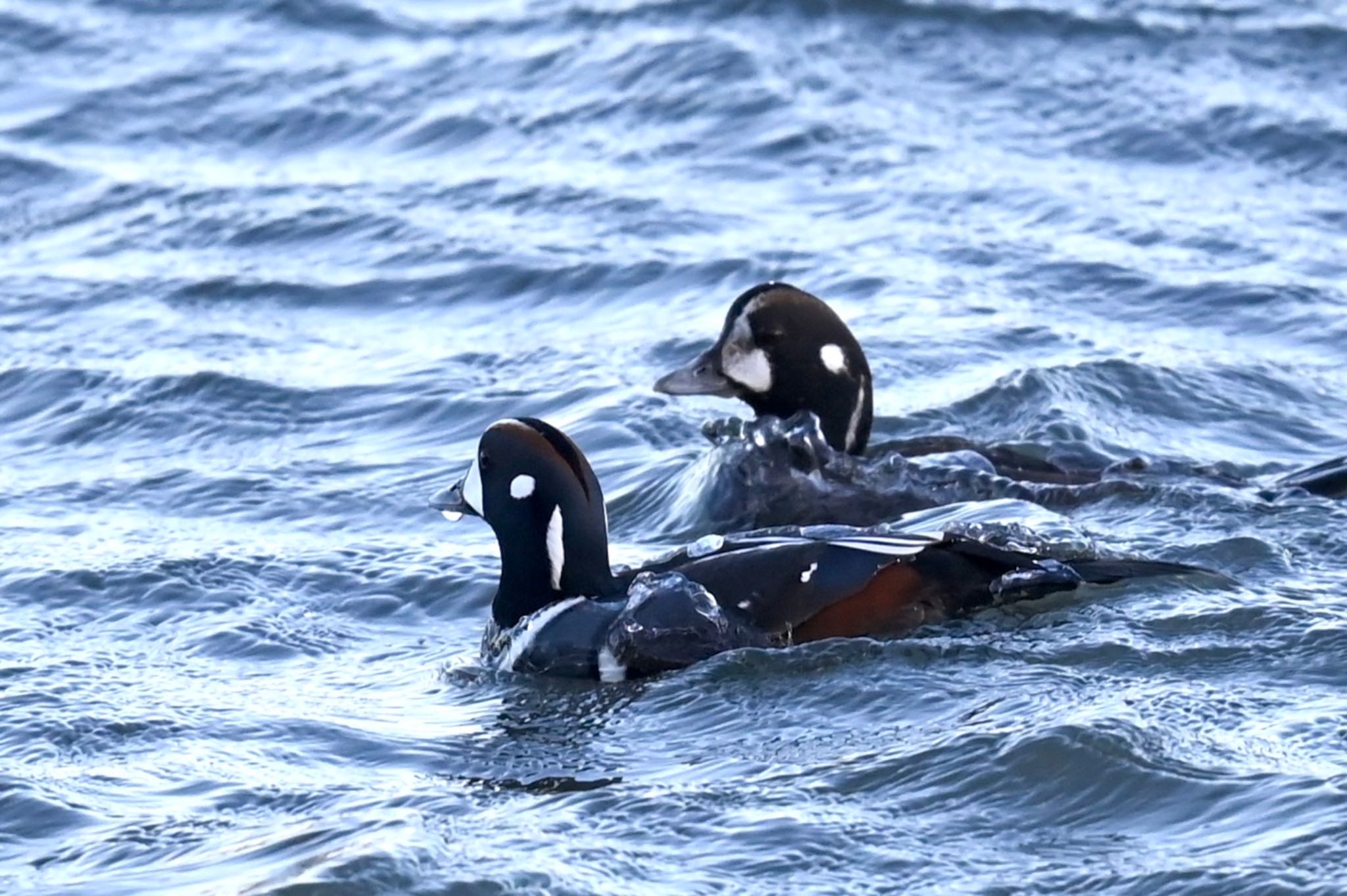 Photo of Harlequin Duck at  by YURIKAMOME5513