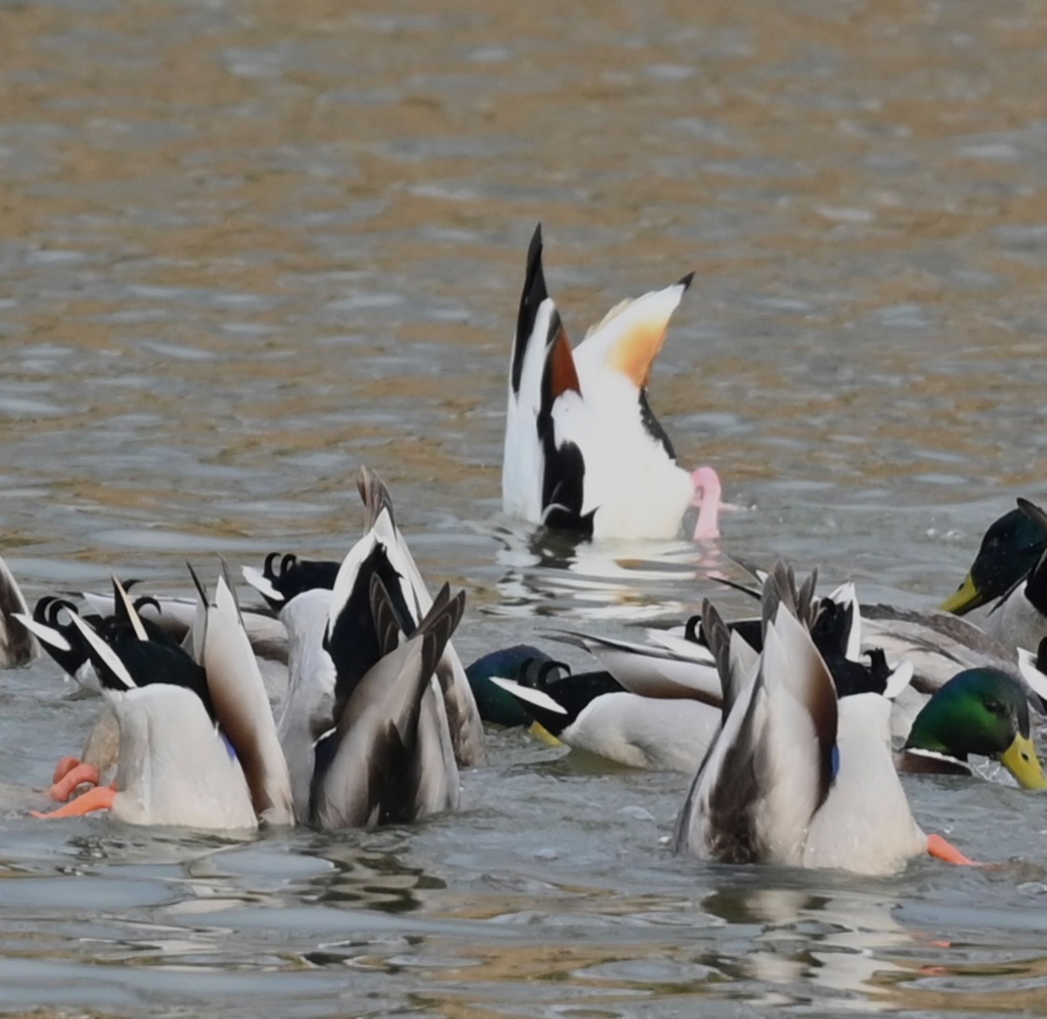 Photo of Common Shelduck at  by YURIKAMOME5513