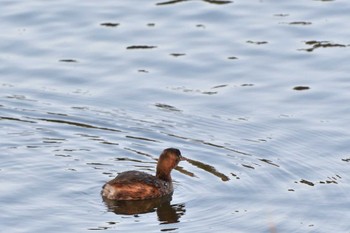 カイツブリ 長浜公園 2024年1月23日(火)