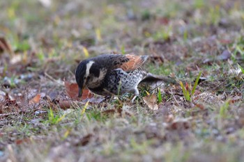 ツグミ 長浜公園 2024年1月23日(火)