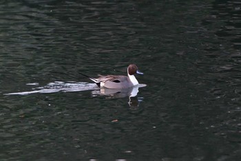 オナガガモ 長浜公園 2024年1月23日(火)