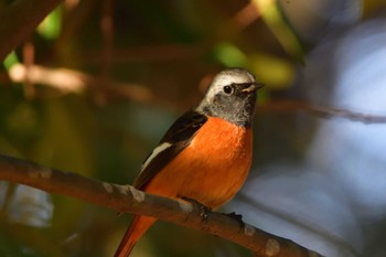 2024年1月23日(火) 長浜公園の野鳥観察記録