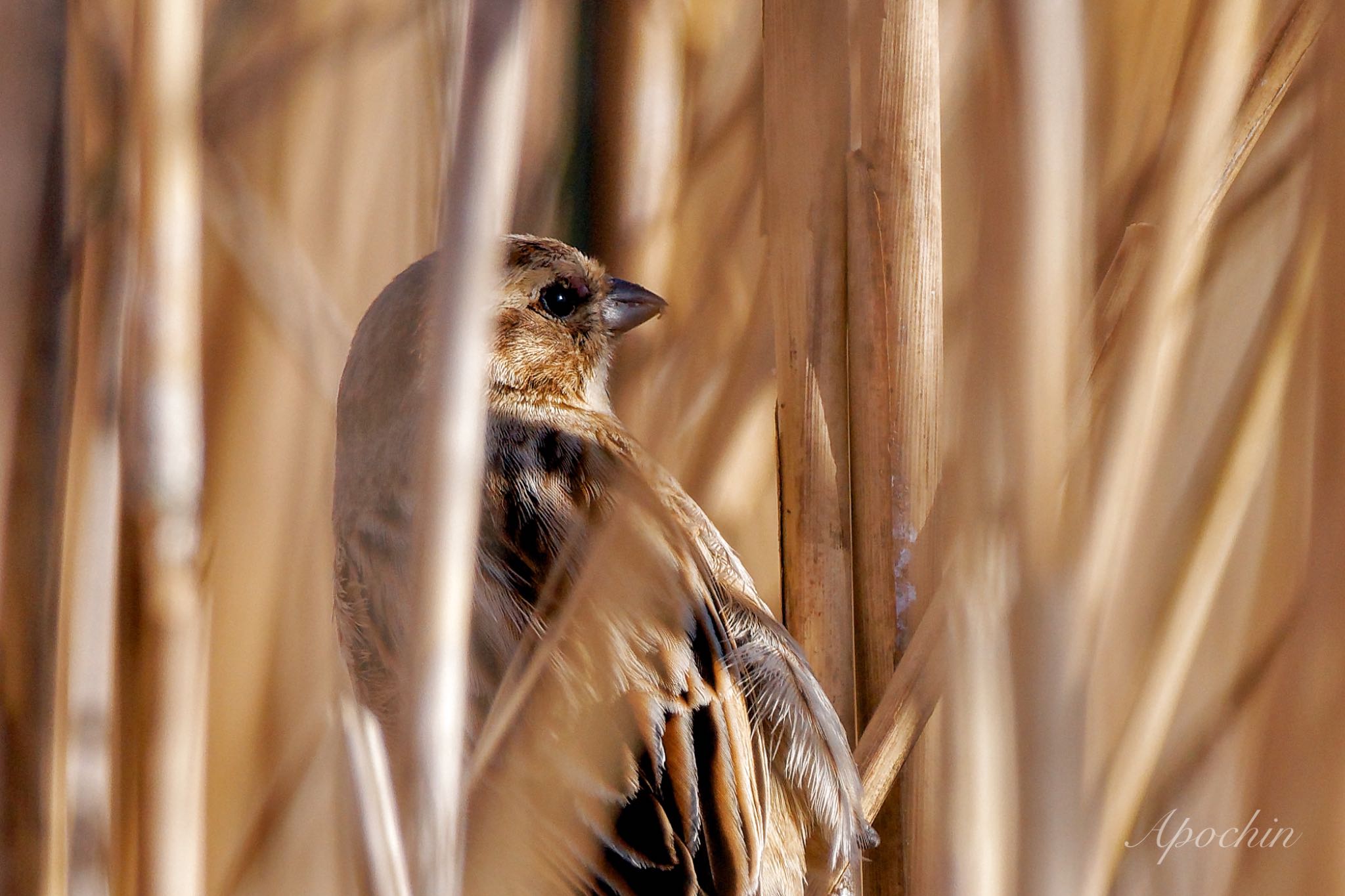 Common Reed Bunting