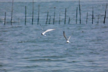 コアジサシ 葛西臨海公園 2018年5月27日(日)