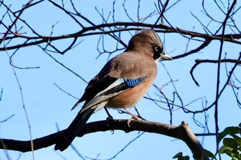 カケス 秋ヶ瀬公園(野鳥の森) 2024年1月29日(月)