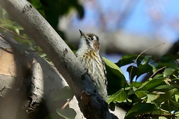 コゲラ 秋ヶ瀬公園(野鳥の森) 2024年1月29日(月)