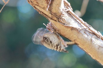 Japanese Pygmy Woodpecker 大町自然観察園 Wed, 1/24/2024