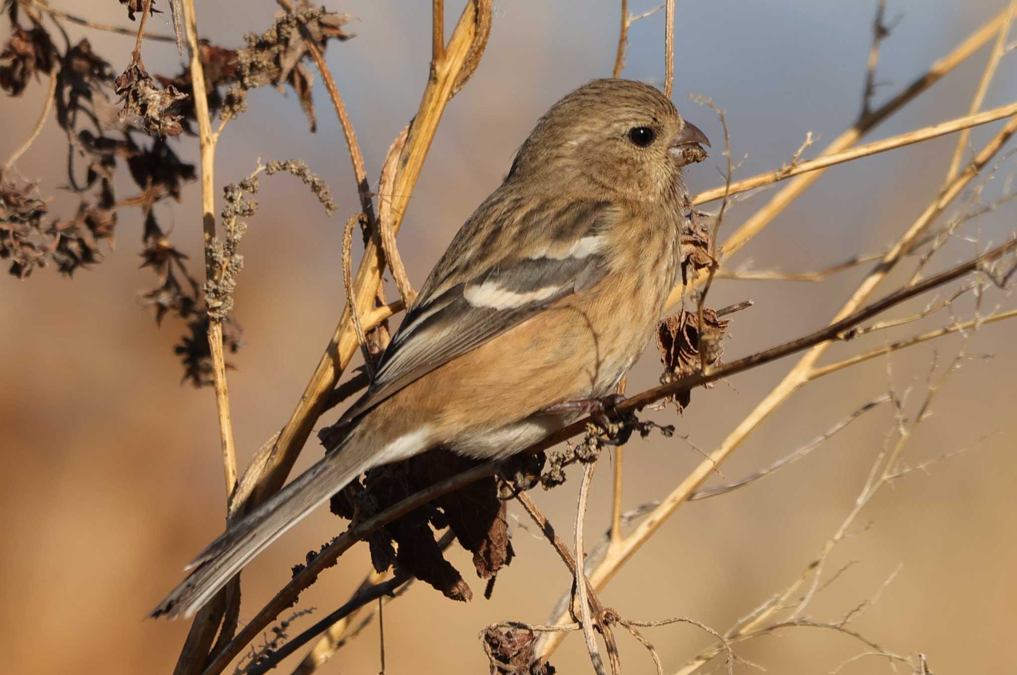 Photo of Siberian Long-tailed Rosefinch at Watarase Yusuichi (Wetland) by ひろ