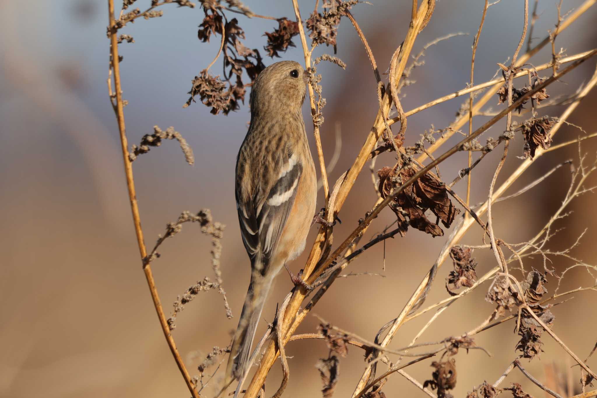 Siberian Long-tailed Rosefinch