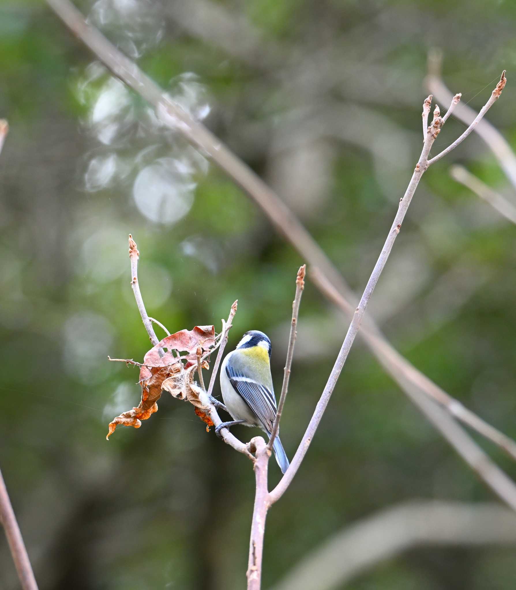 シジュウカラ