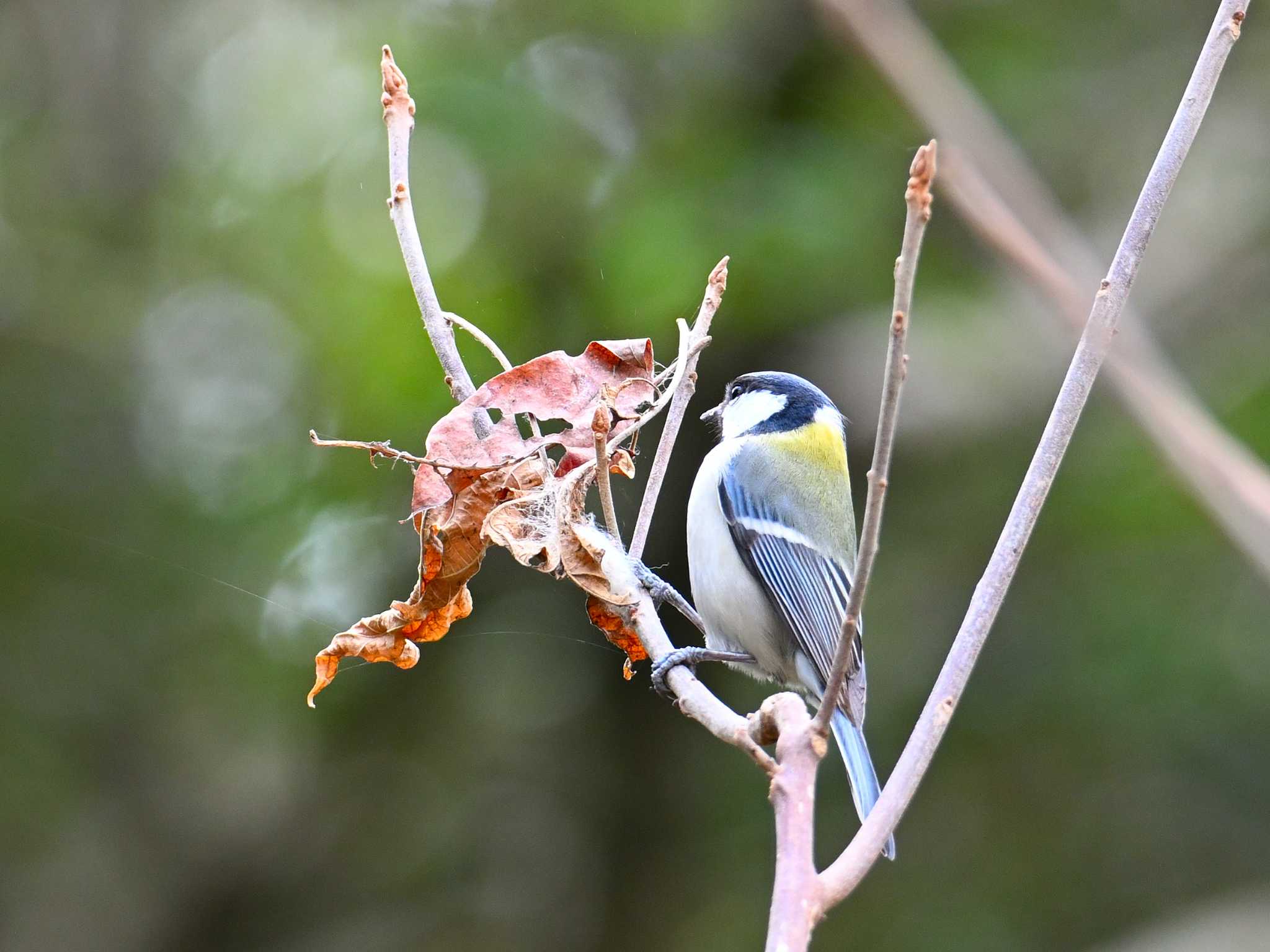 Japanese Tit