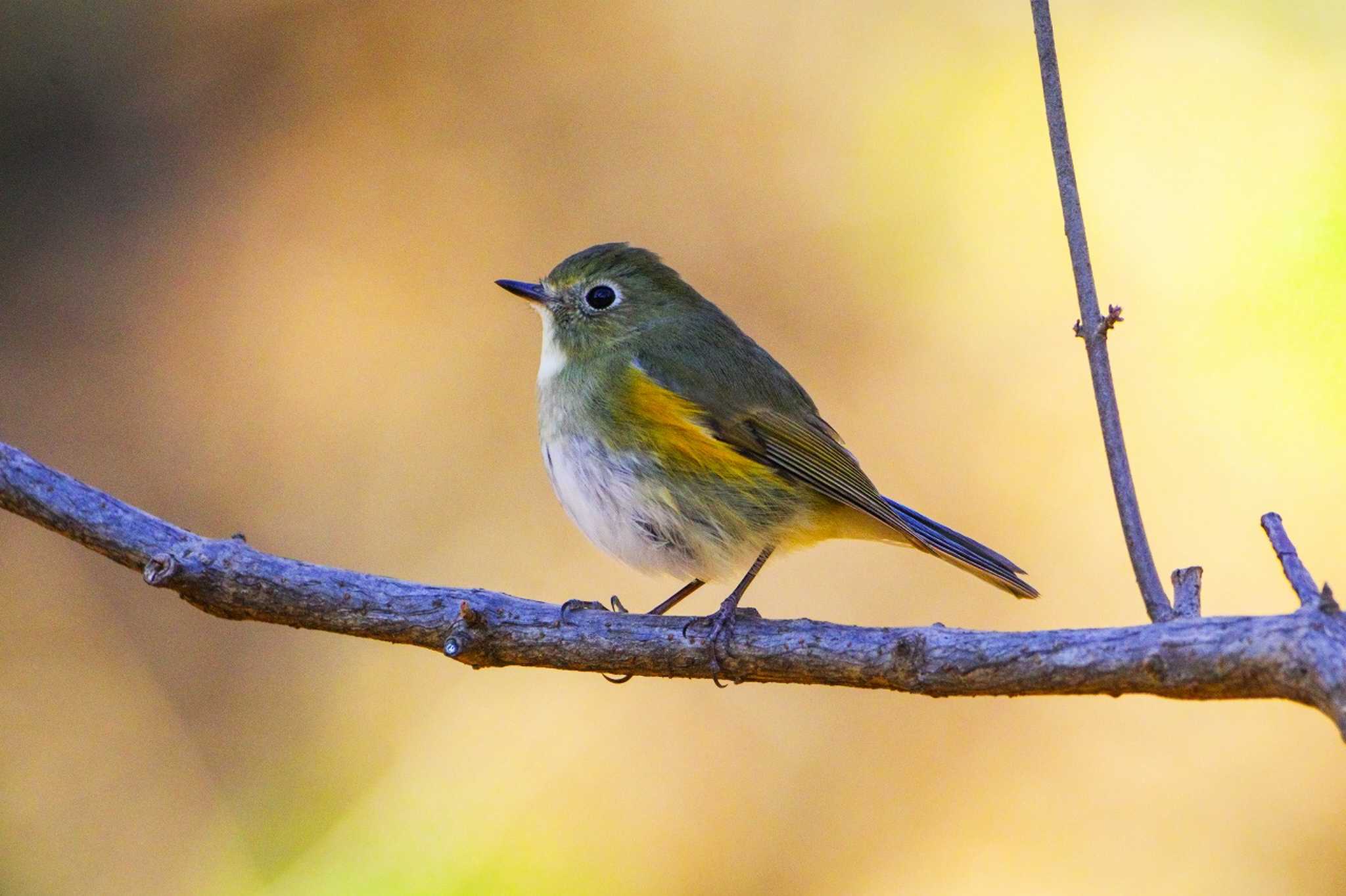 Photo of Red-flanked Bluetail at 厚木つつじの丘公園 by BW11558