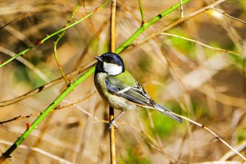 Japanese Tit 厚木つつじの丘公園 Thu, 1/25/2024